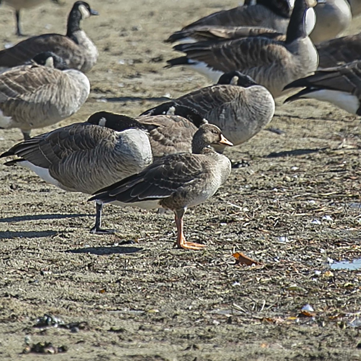 Greater White-fronted Goose - ML184770541
