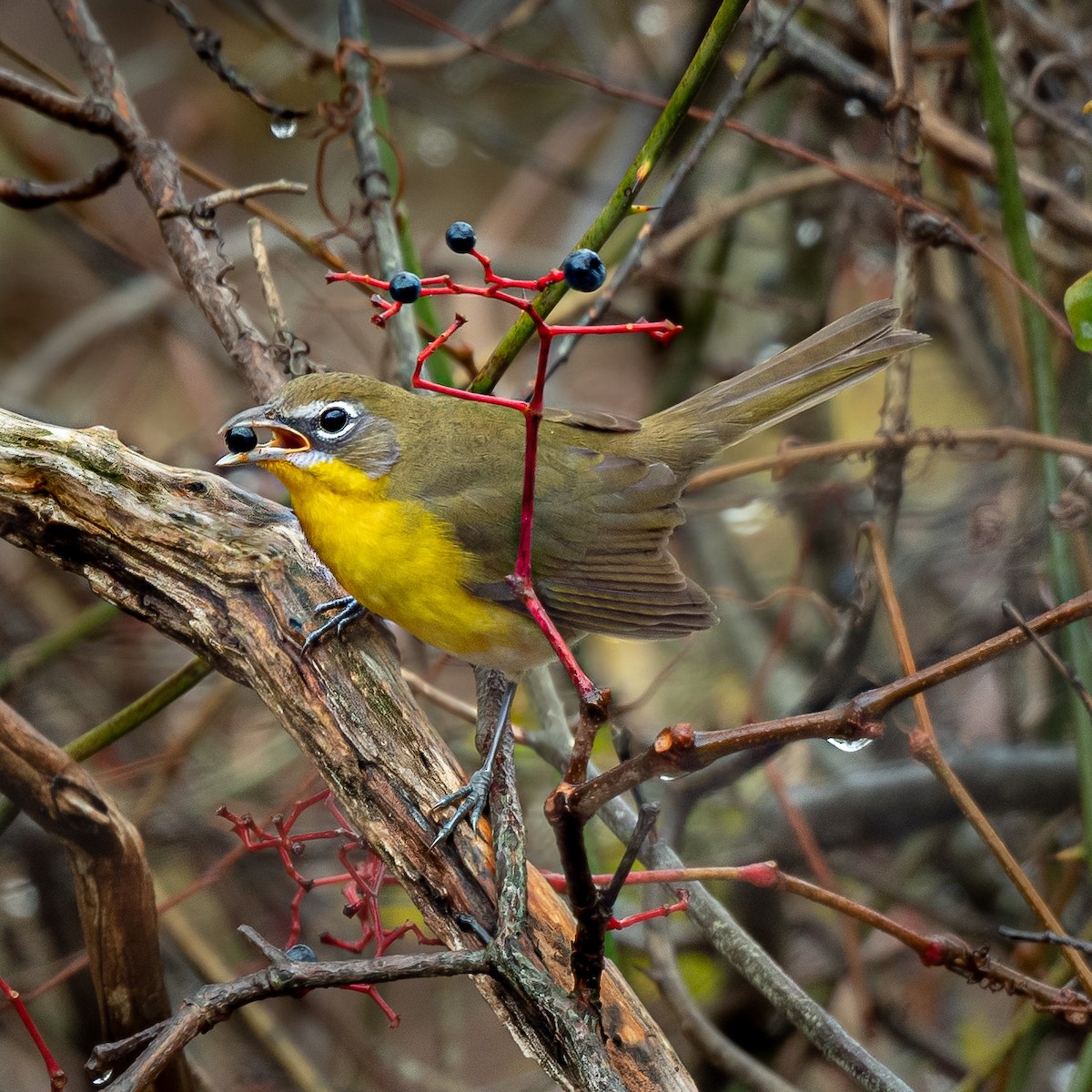Yellow-breasted Chat - ML184772621