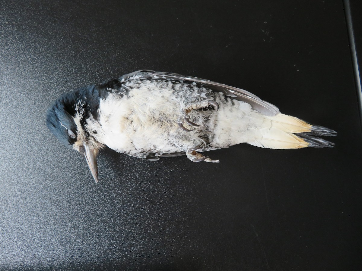Black-backed Woodpecker - ML184773011