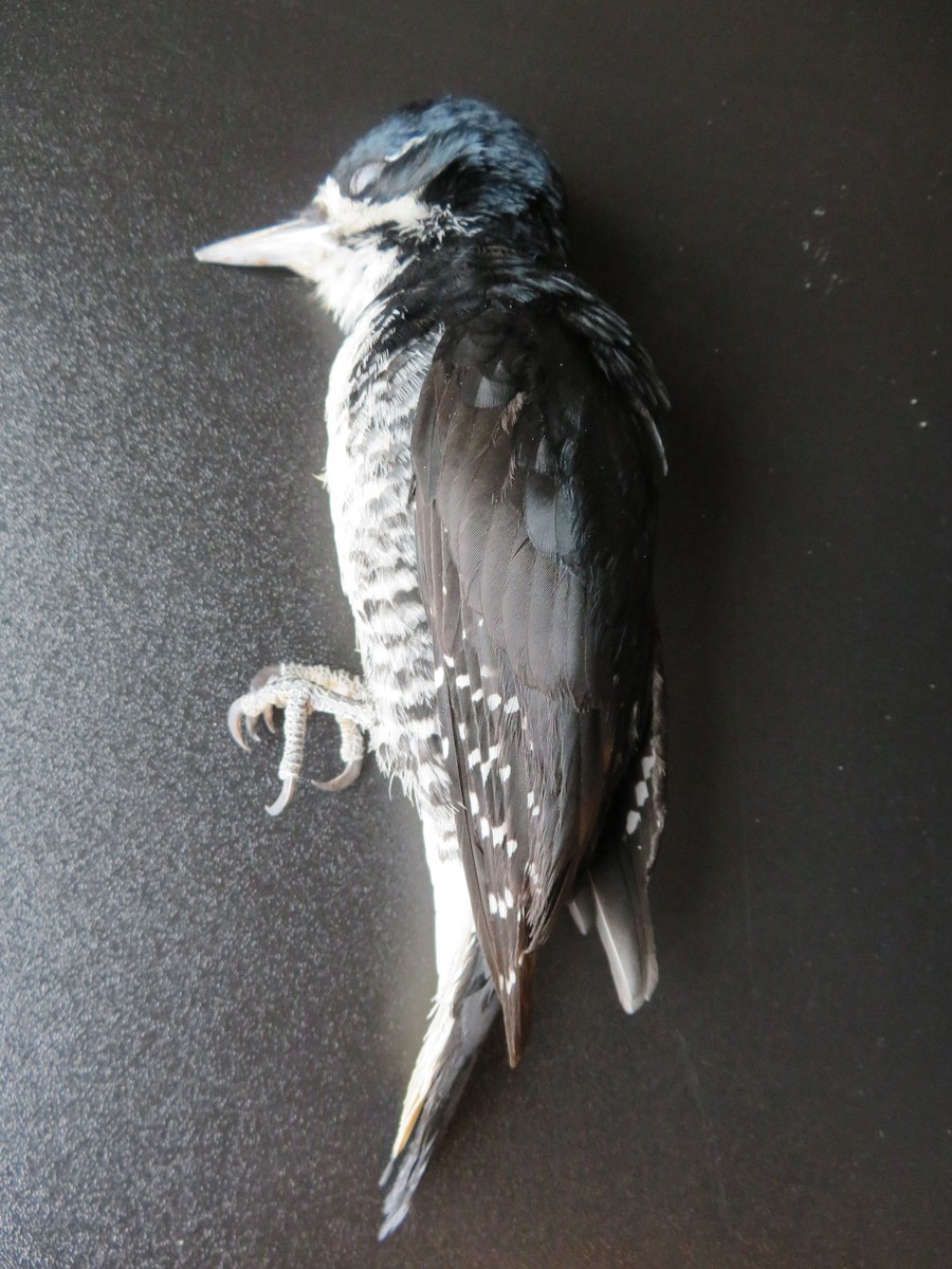 Black-backed Woodpecker - Richard Staniforth