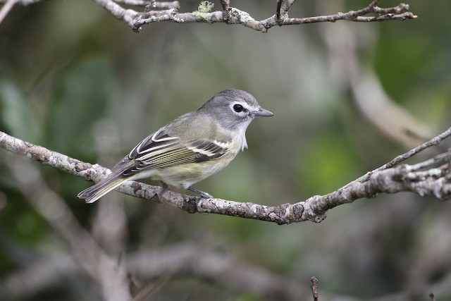 Plumbeous Vireo (Central American)