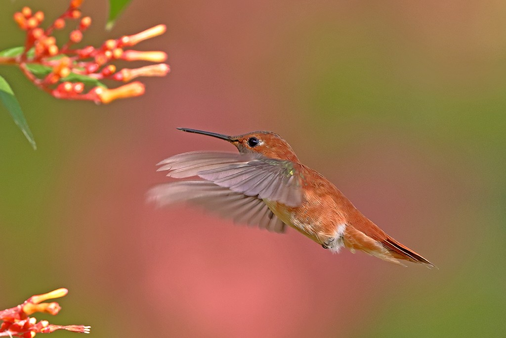 Rufous Hummingbird - ML184775961
