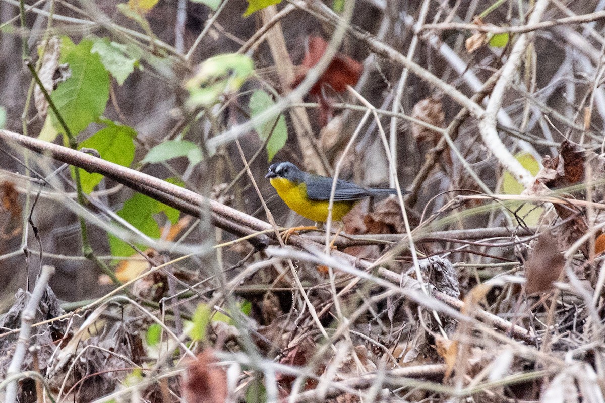 Gray-and-gold Warbler - ML184777181