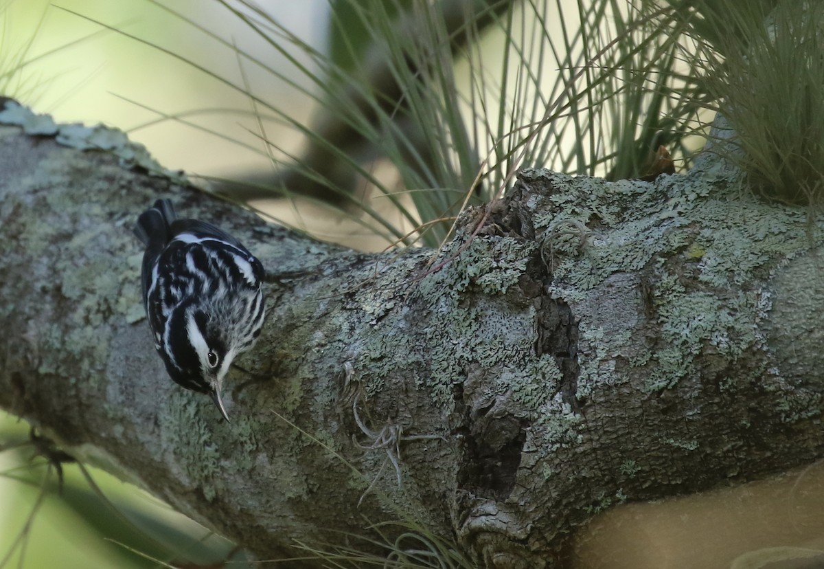 Black-and-white Warbler - ML184782061