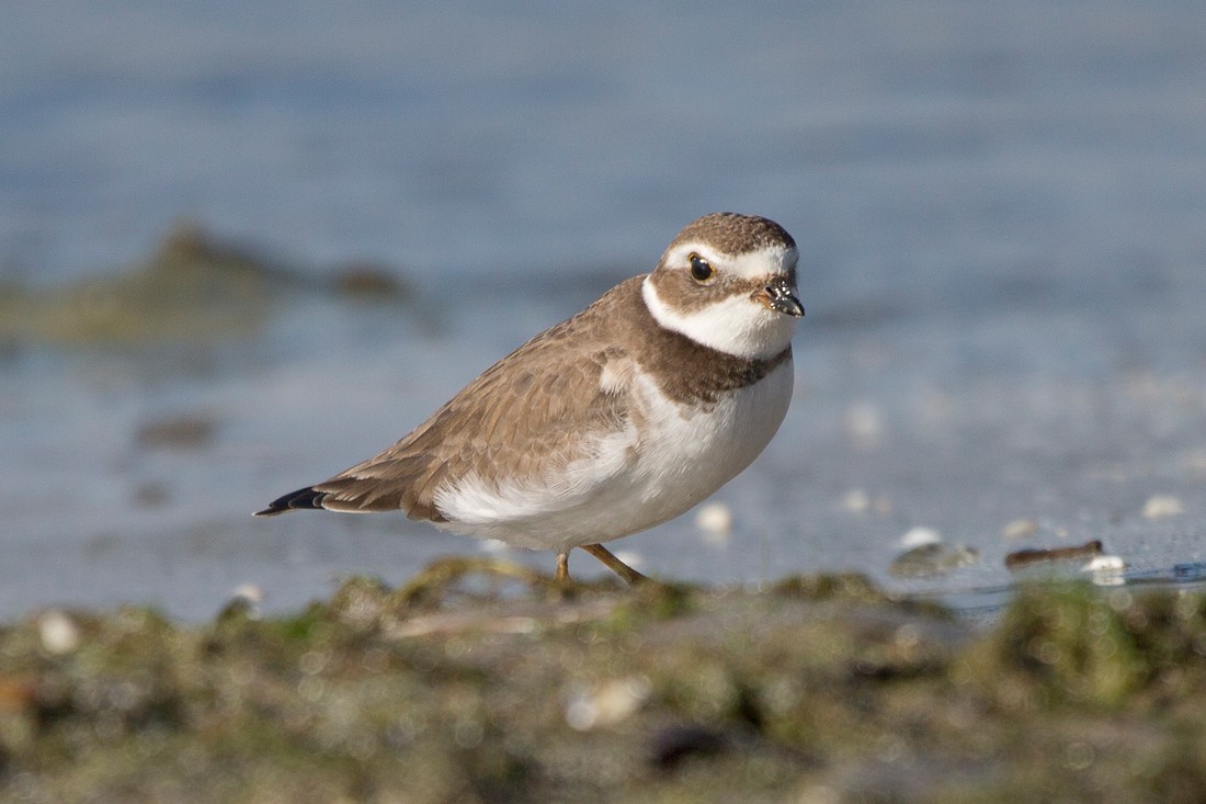 Semipalmated Plover - ML184782421