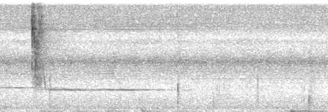 kilenebbtreløper (pectoralis gr.) - ML184783