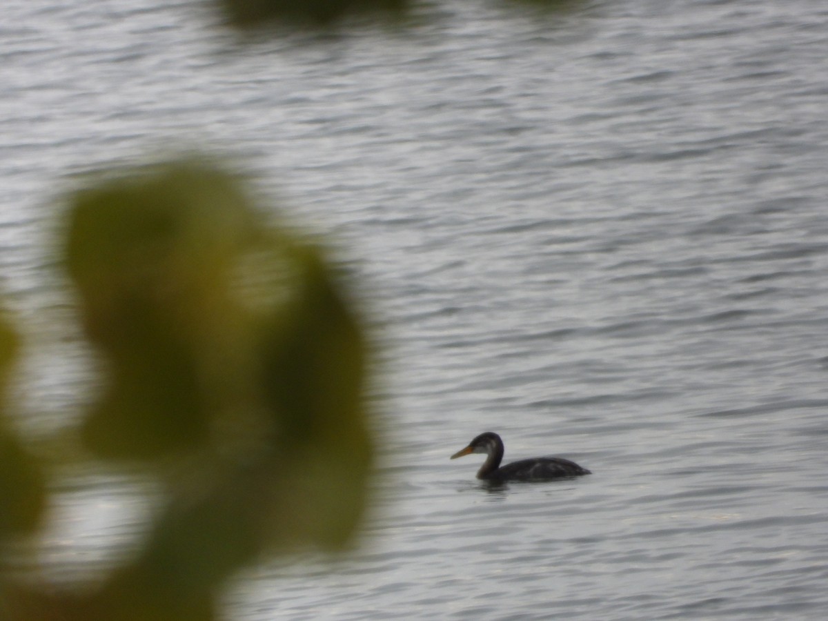Red-necked Grebe - ML184783771
