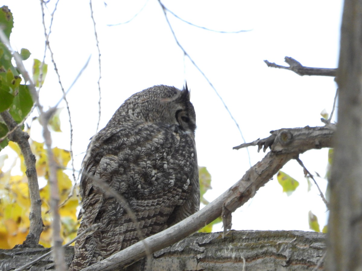 Great Horned Owl - ML184783881