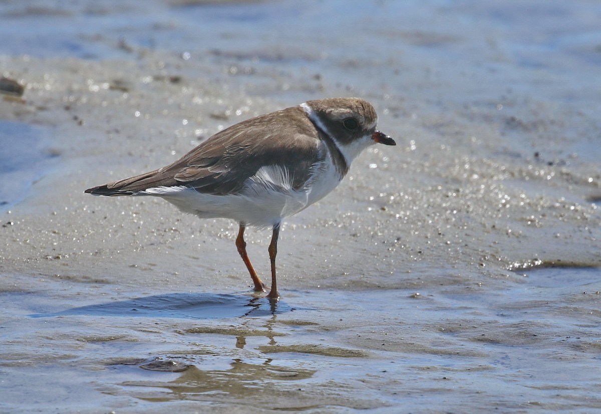 Semipalmated Plover - ML184785891