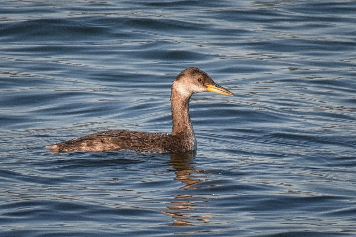 Red-necked Grebe - ML184786991