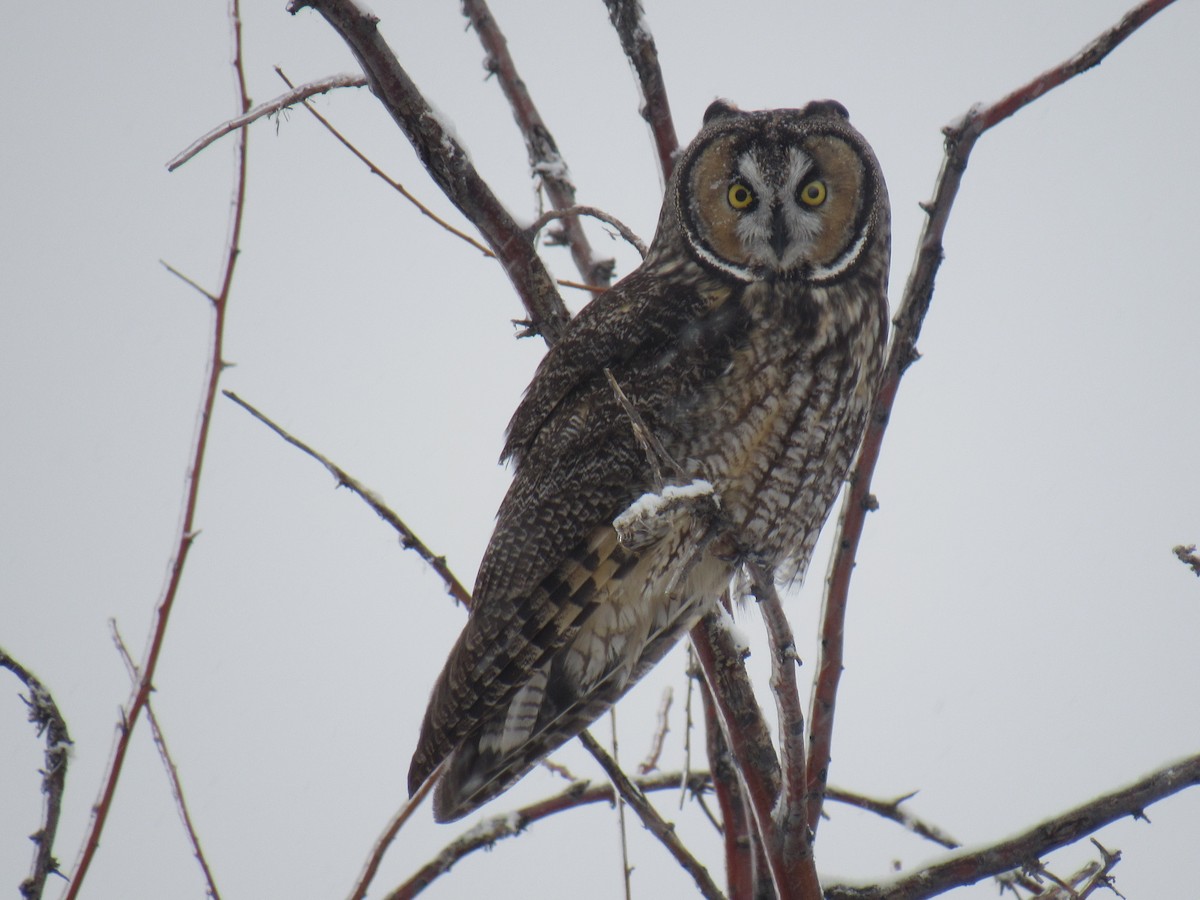 Long-eared Owl - ML184792971