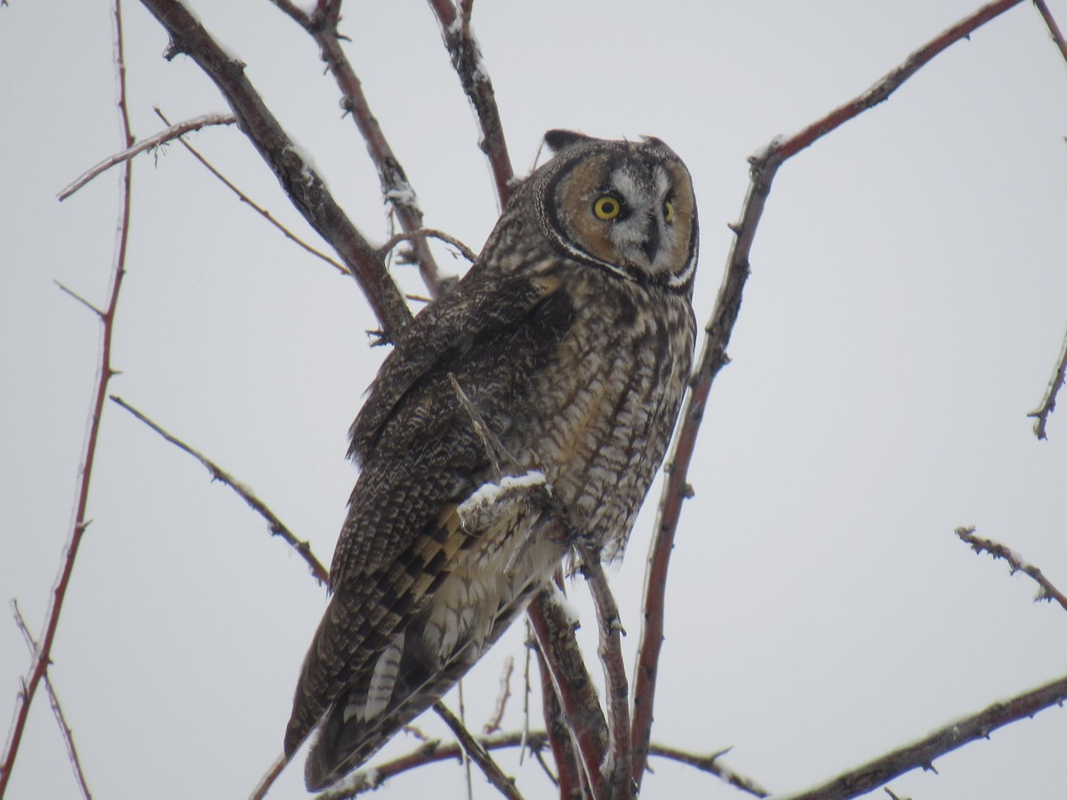 Long-eared Owl - ML184792981