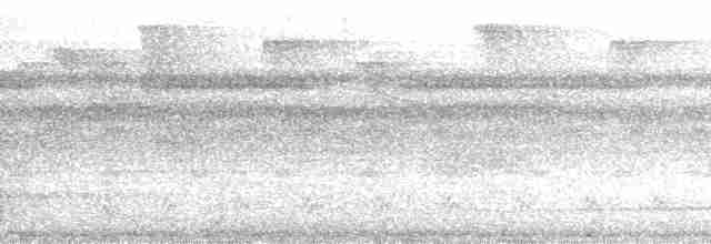 Halsband-Ameisenvogel - ML184796