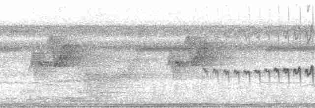 kilenebbtreløper (pectoralis gr.) - ML184797