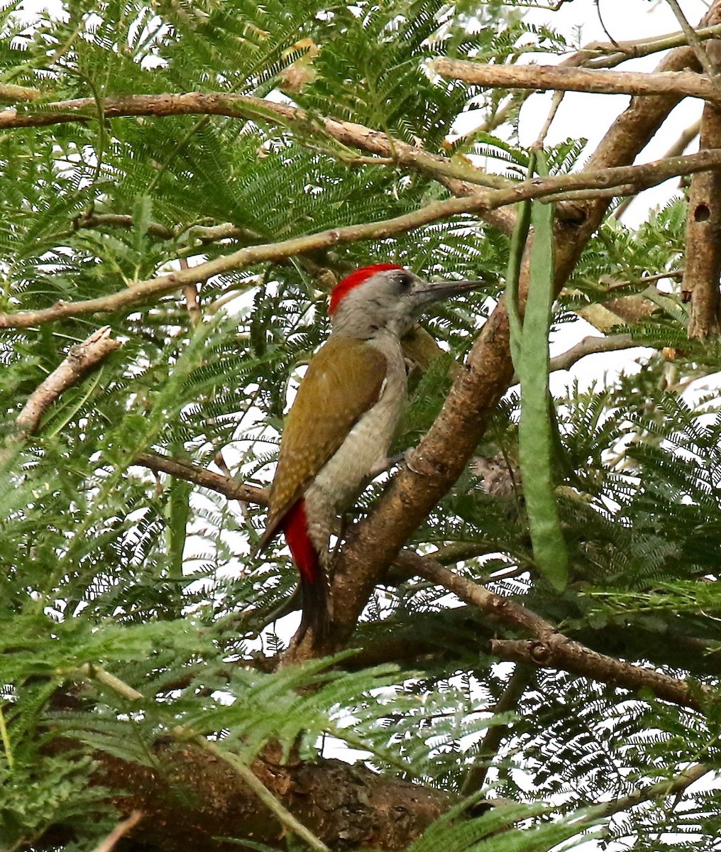 African Gray Woodpecker - Sandy Vorpahl