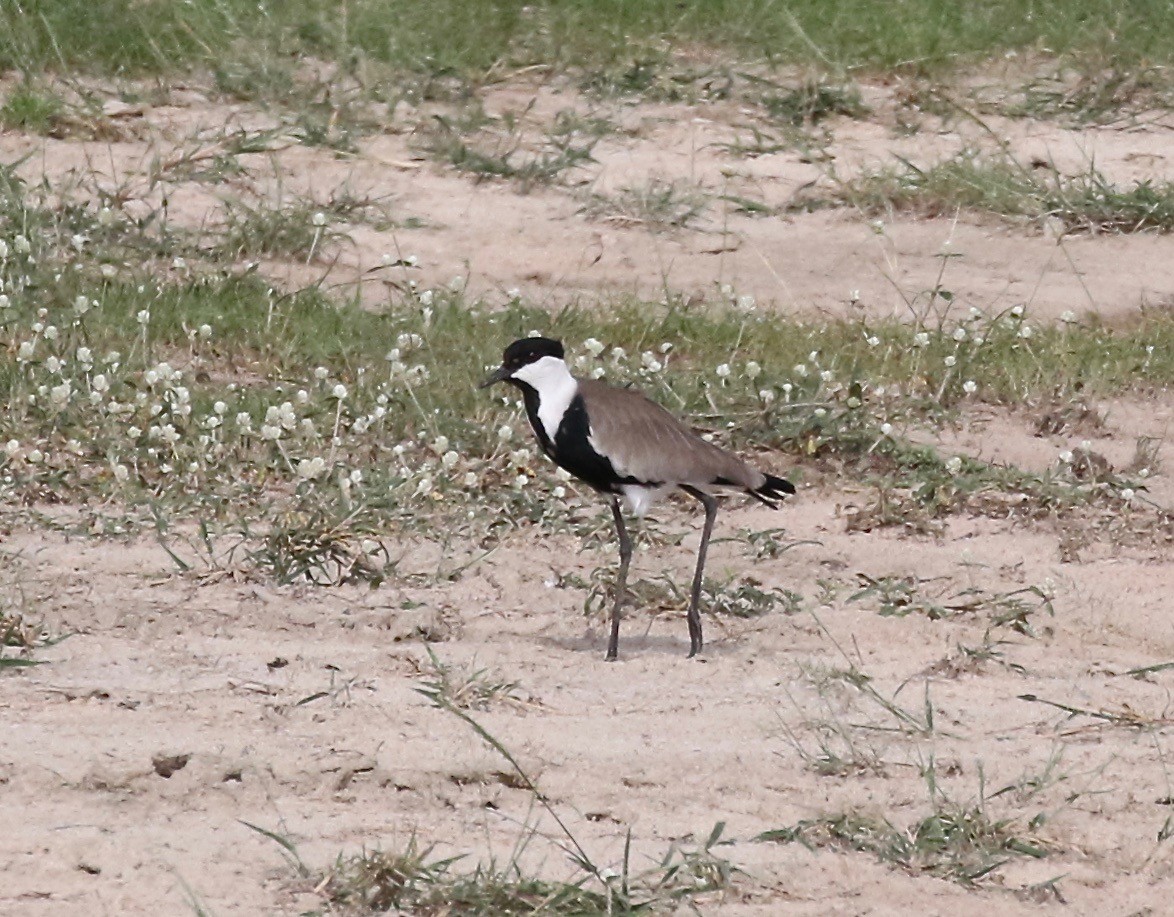 Spur-winged Lapwing - ML184804001