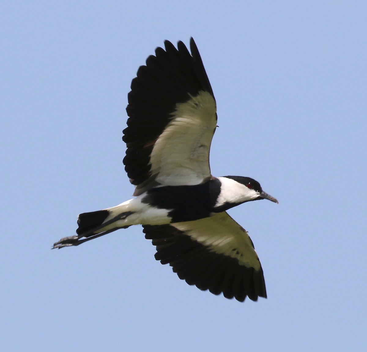 Spur-winged Lapwing - ML184804021