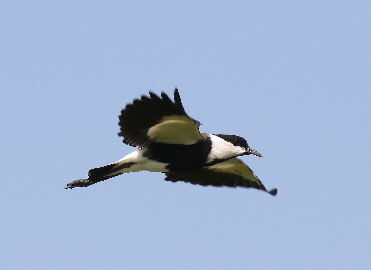 Spur-winged Lapwing - ML184804031