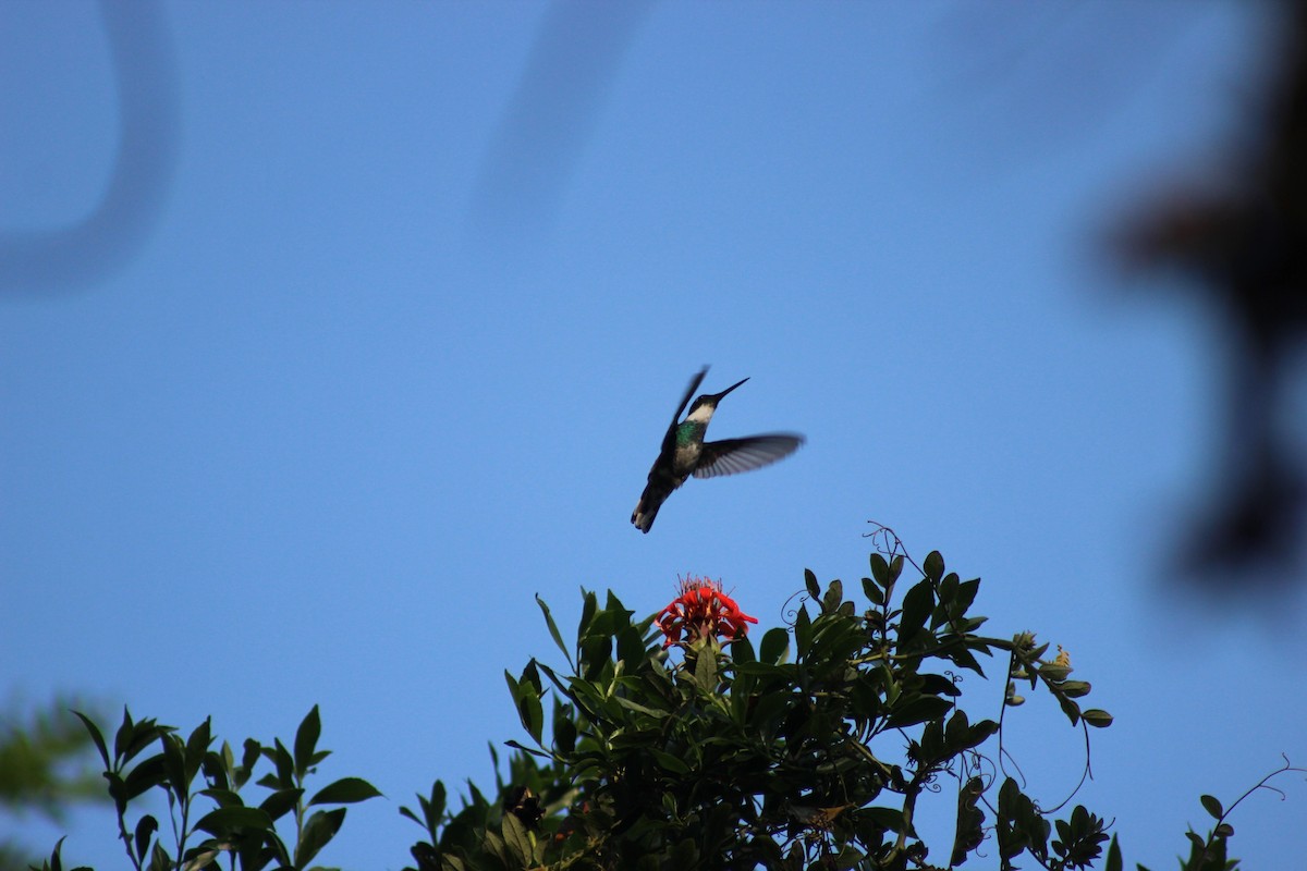 White-throated Hummingbird - Ivan Ebrecht