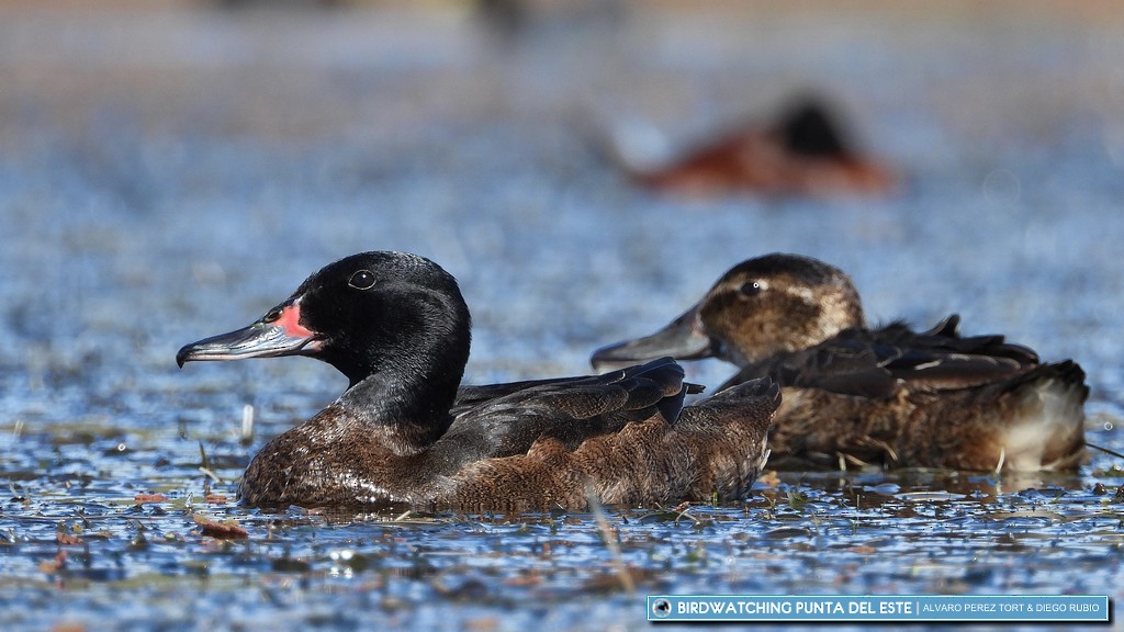 Black-headed Duck - Birdwatching Punta del Este
