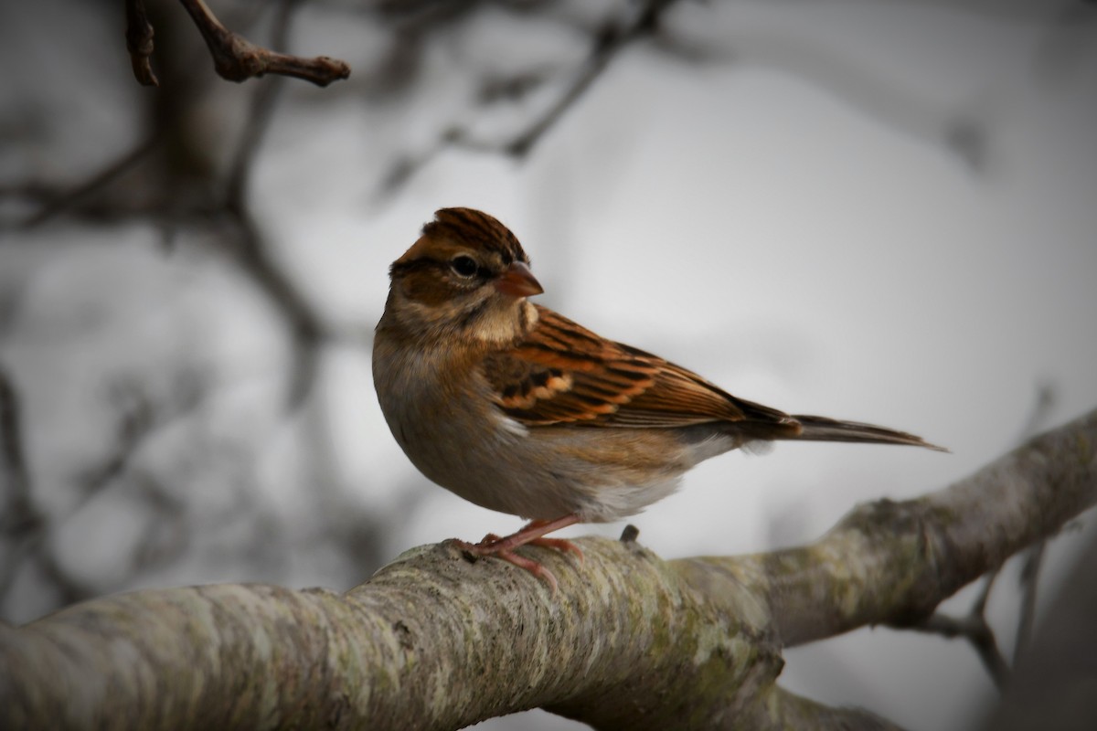 Chipping Sparrow - Chris Summers