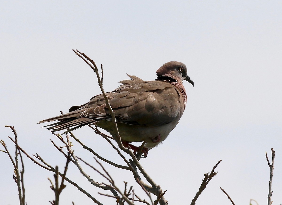 Mourning Collared-Dove - Sandy Vorpahl