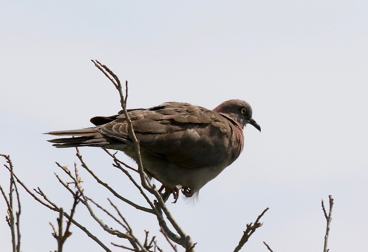Mourning Collared-Dove - ML184811591