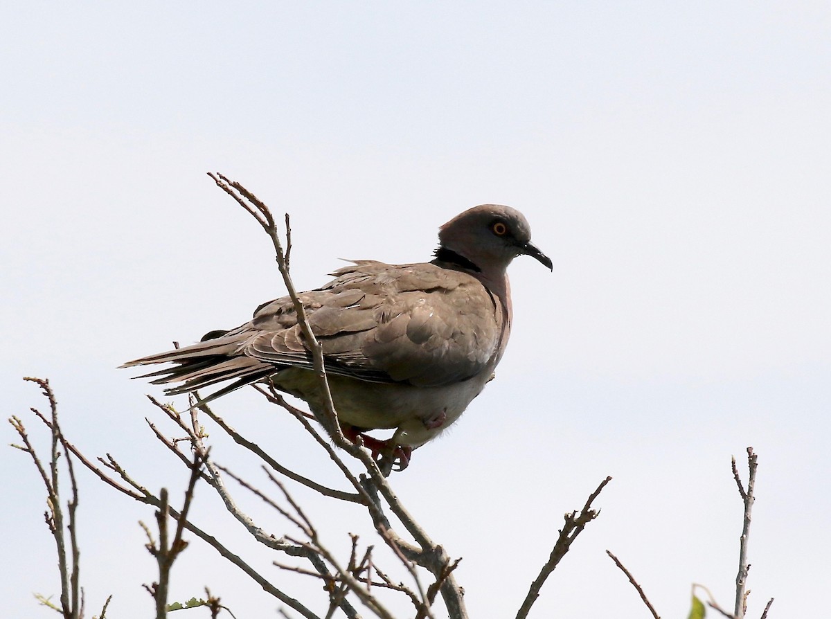 Mourning Collared-Dove - ML184811601