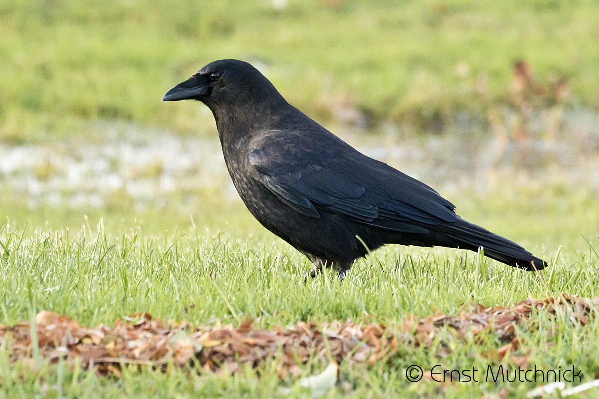 American Crow - ML184812661