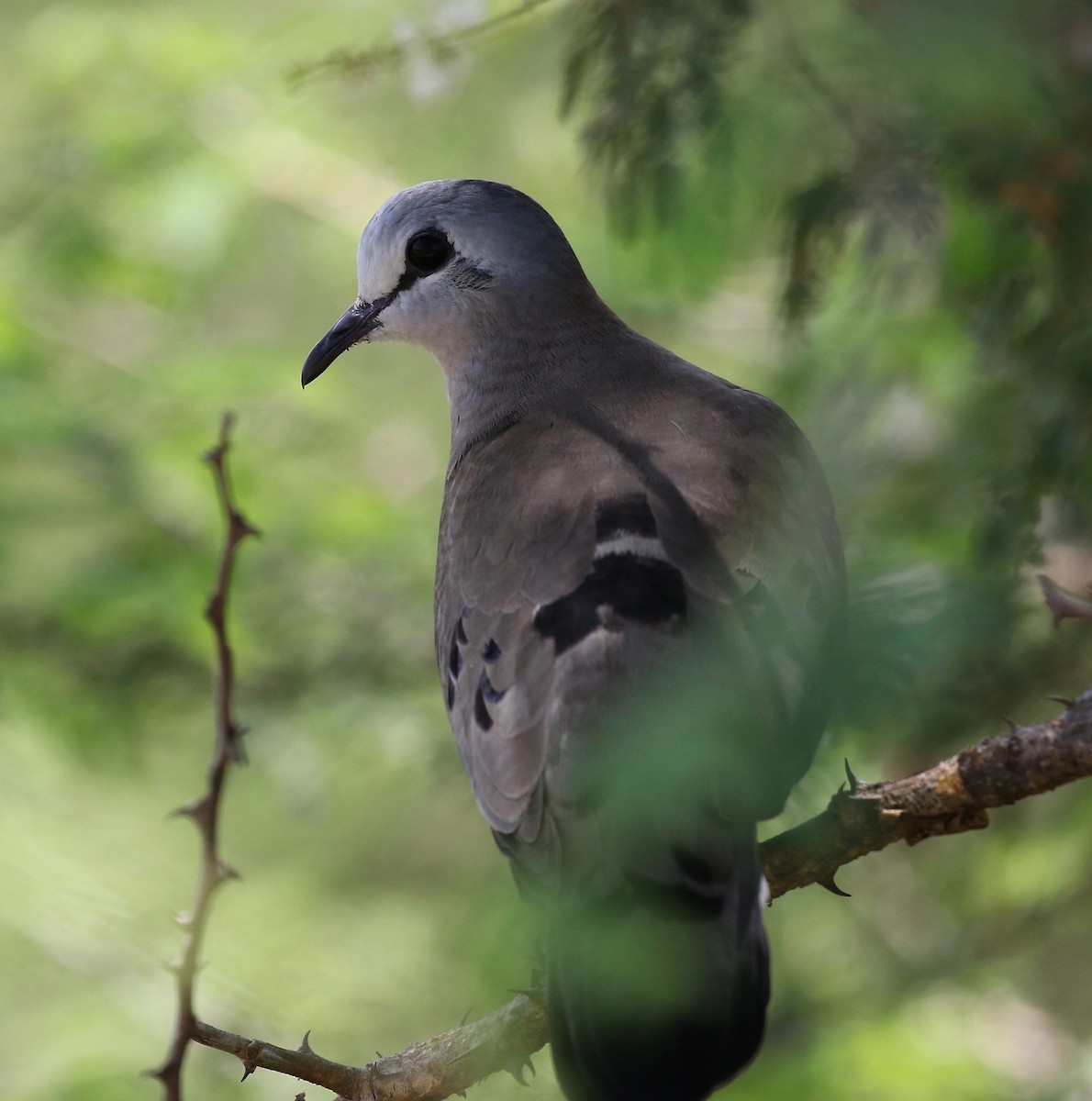 Black-billed Wood-Dove - Sandy Vorpahl