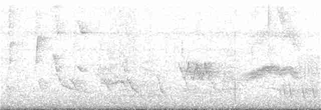 Pheasant Cuckoo - ML184813291