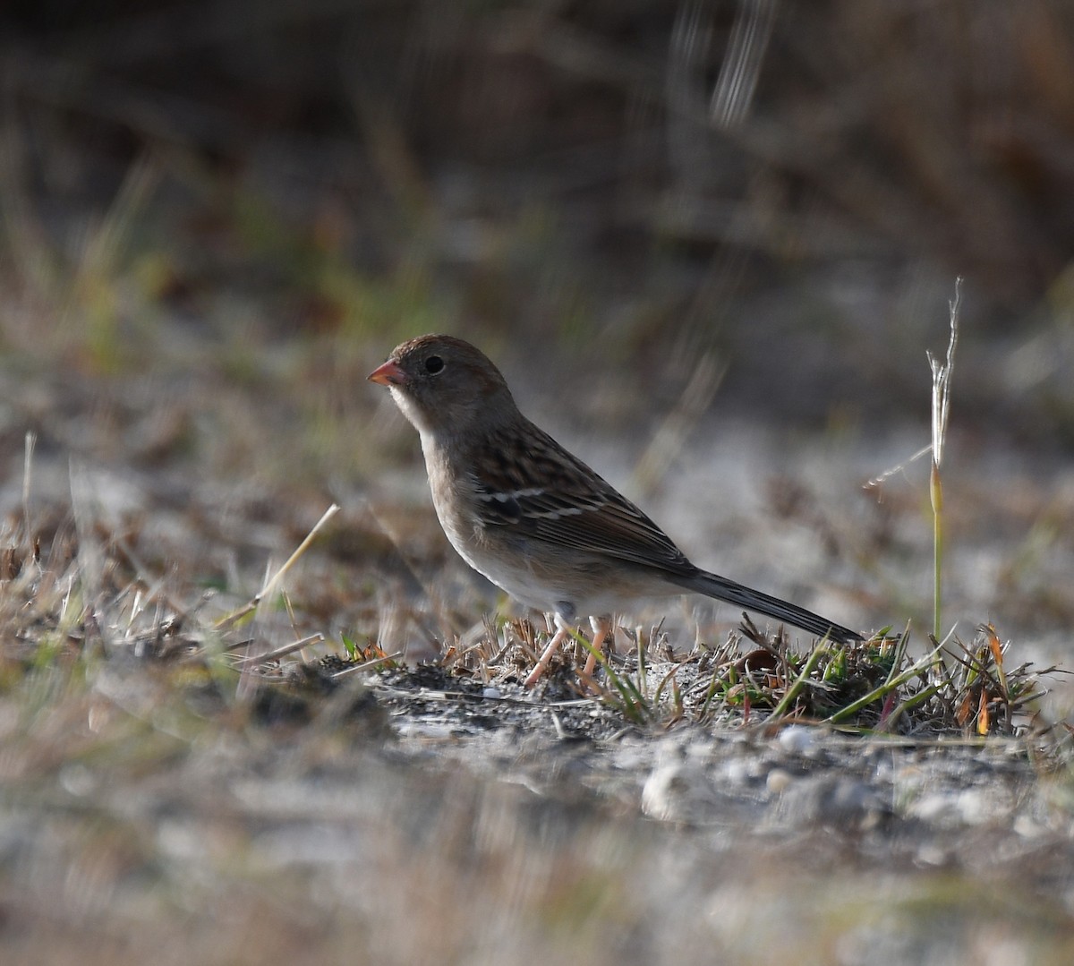 Field Sparrow - Gerco Hoogeweg
