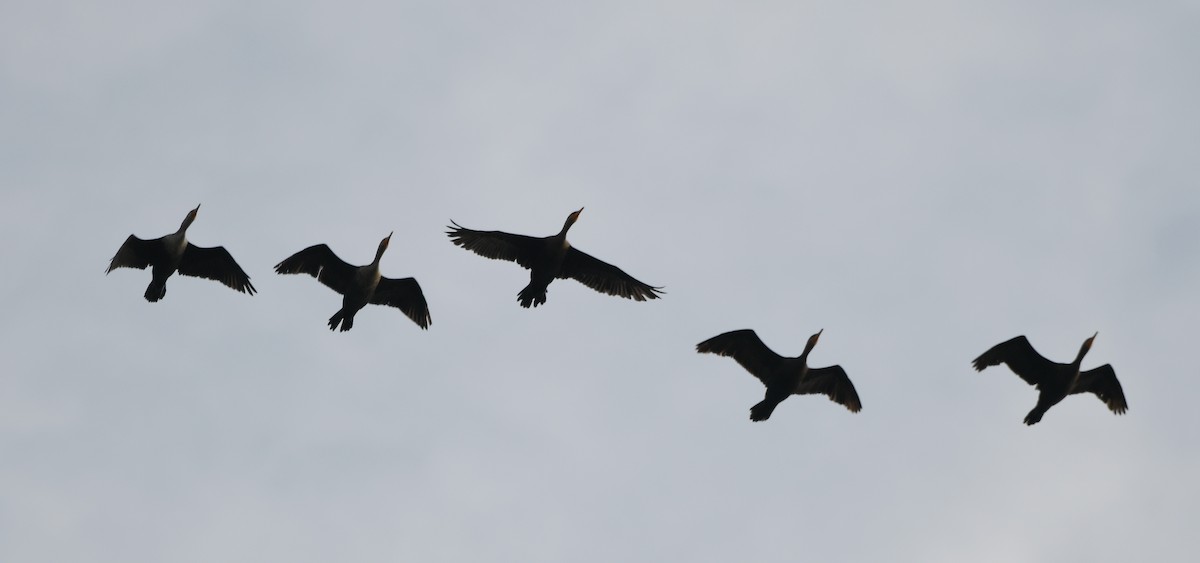 Double-crested Cormorant - Gerco Hoogeweg
