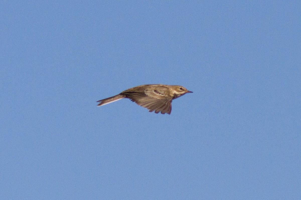 Red-throated Pipit - ML184813921