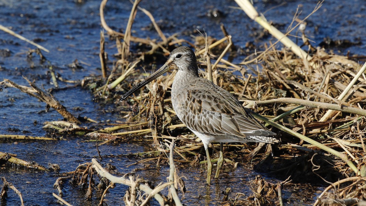 Long-billed Dowitcher - ML184814001