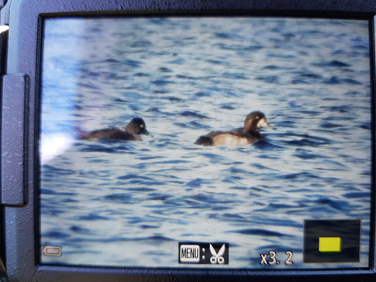 Greater Scaup - ML184814091