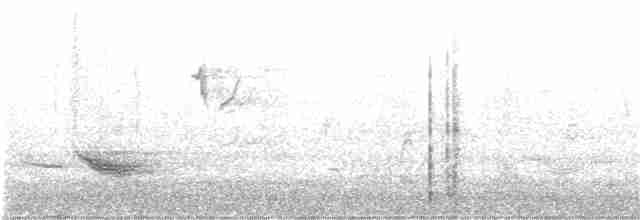 vlhovec červenokřídlý [skupina phoeniceus] - ML184814991