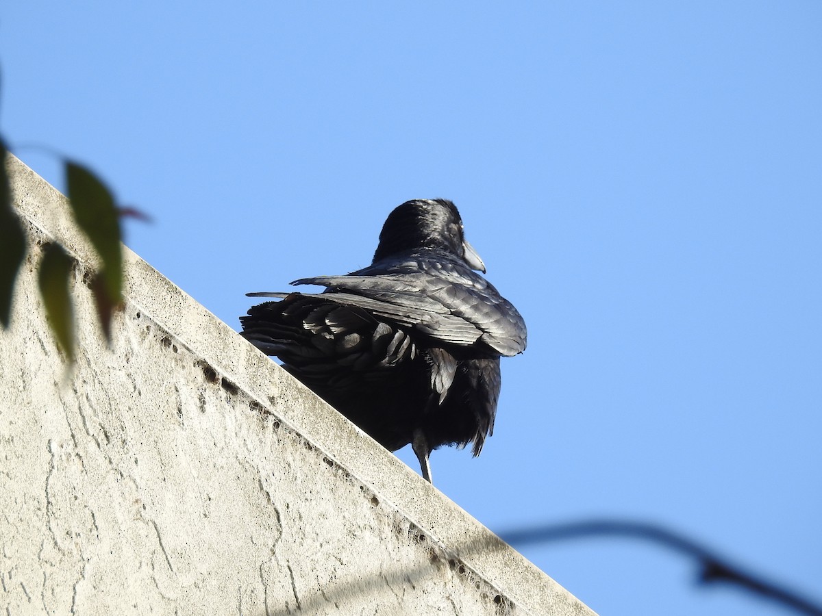Common Raven - Shari Birder