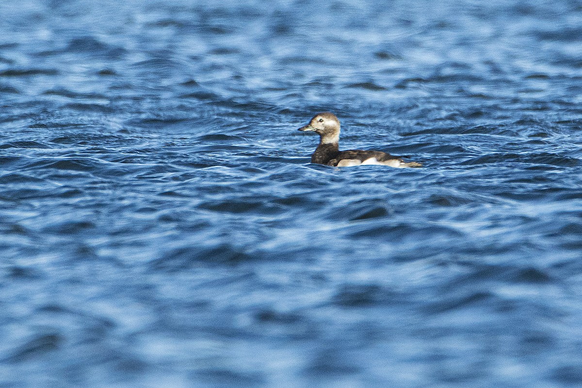 Long-tailed Duck - Gerald Romanchuk