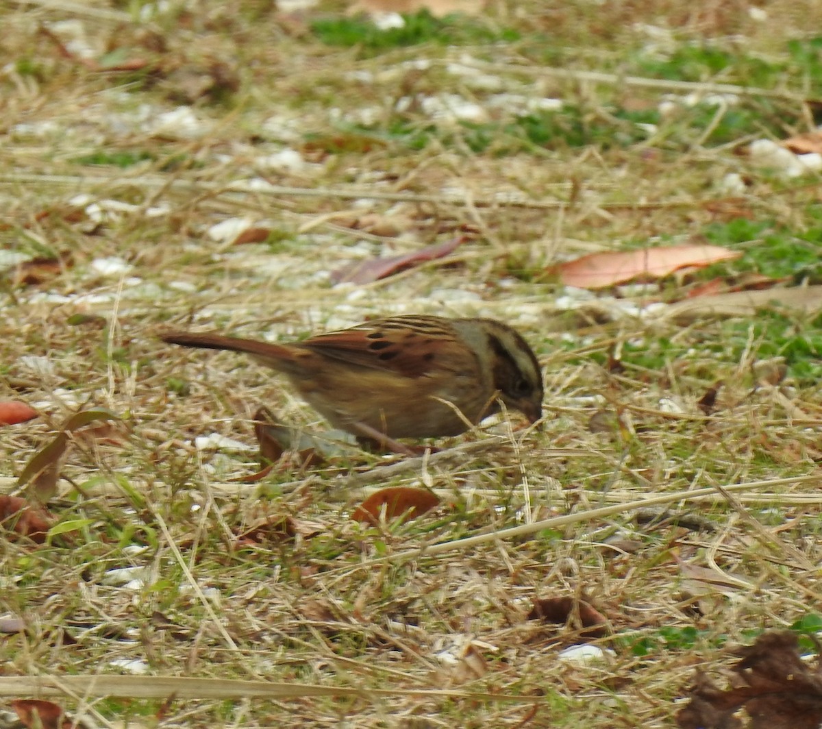 Swamp Sparrow - ML184823641