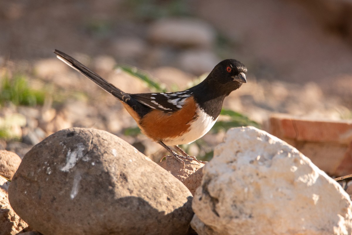 Spotted Towhee - ML184826311