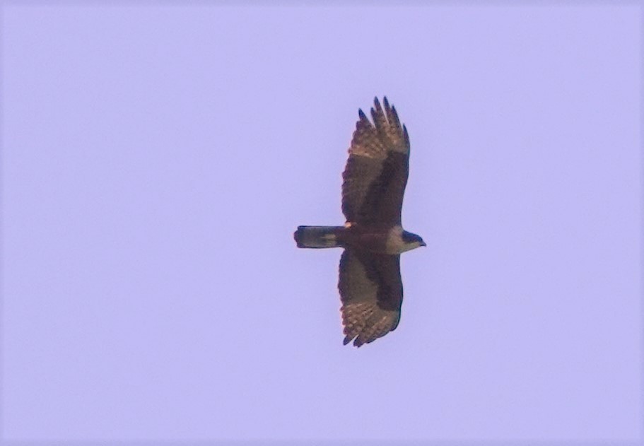 Rufous-bellied Eagle - David Fraser