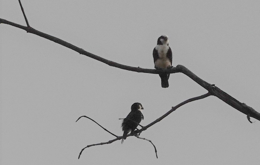 White-fronted Falconet - ML184828531