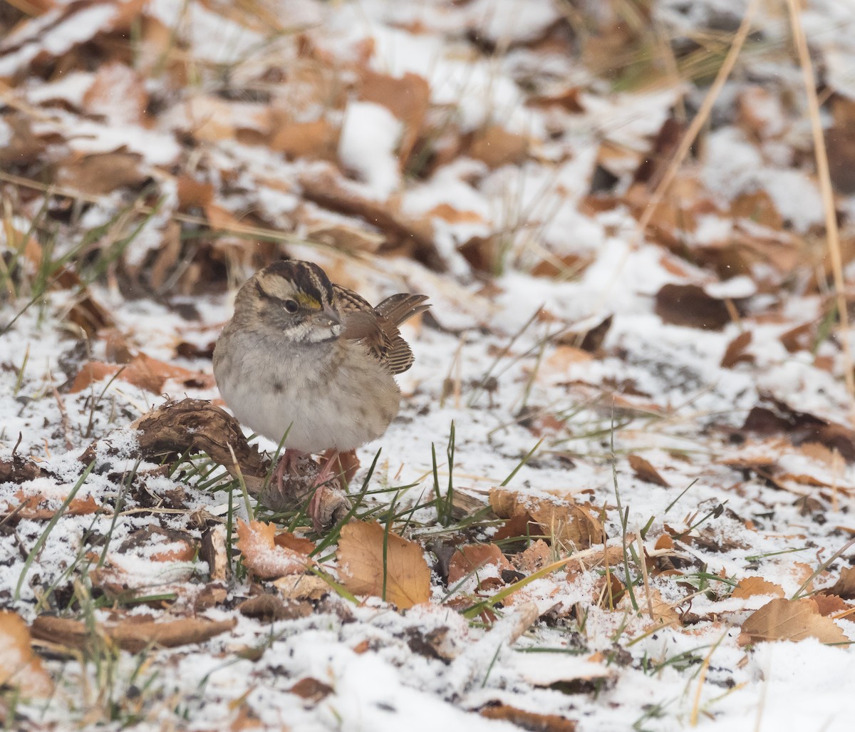 White-throated Sparrow - ML184831351