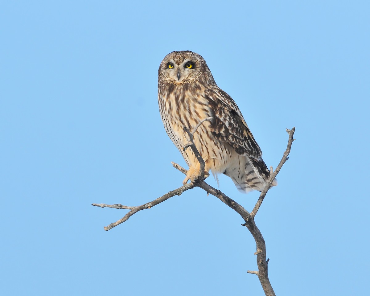 Short-eared Owl - ML184832421