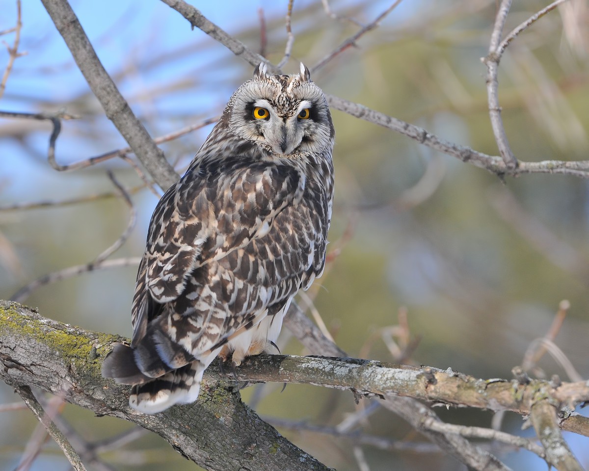 Short-eared Owl - ML184832431