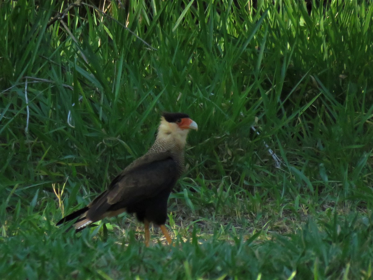 Crested Caracara (Southern) - ML184835861