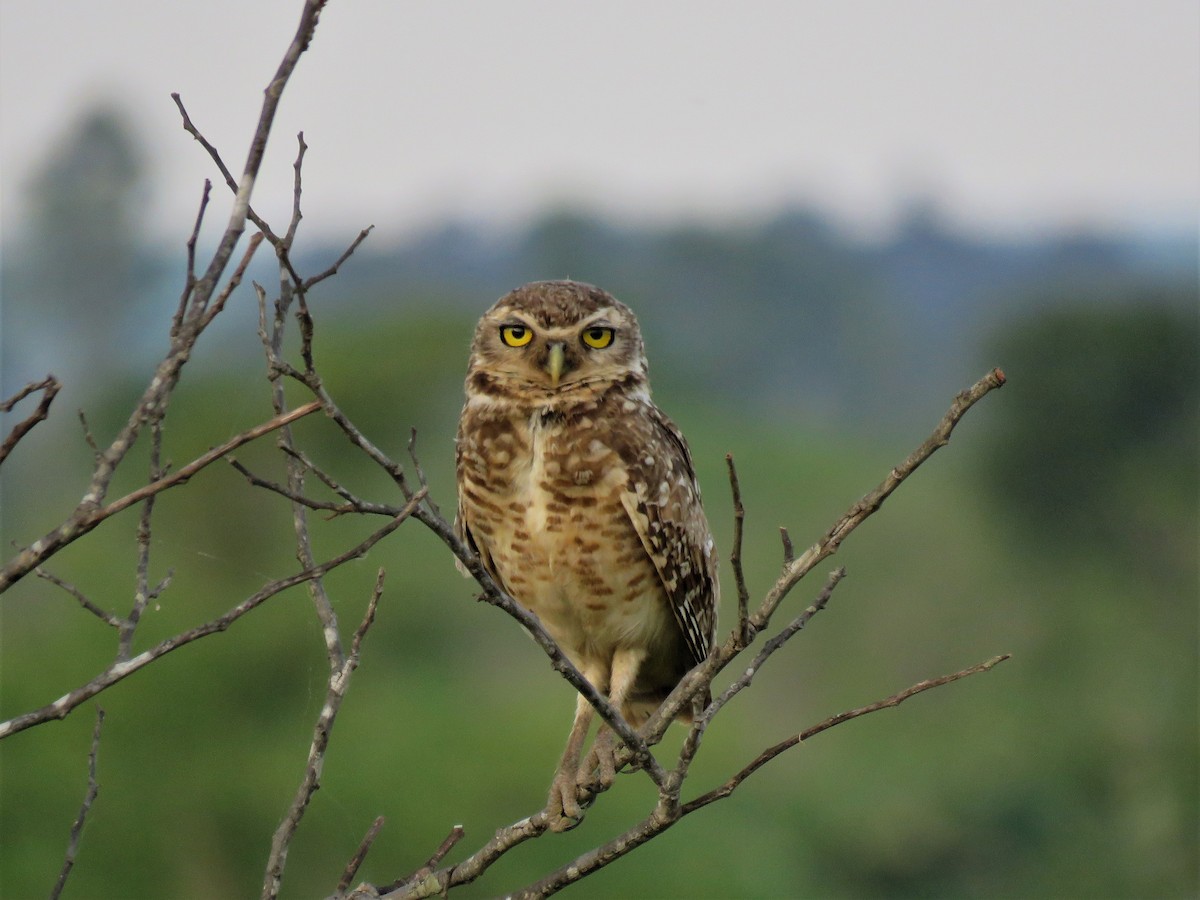 Burrowing Owl - ML184836251