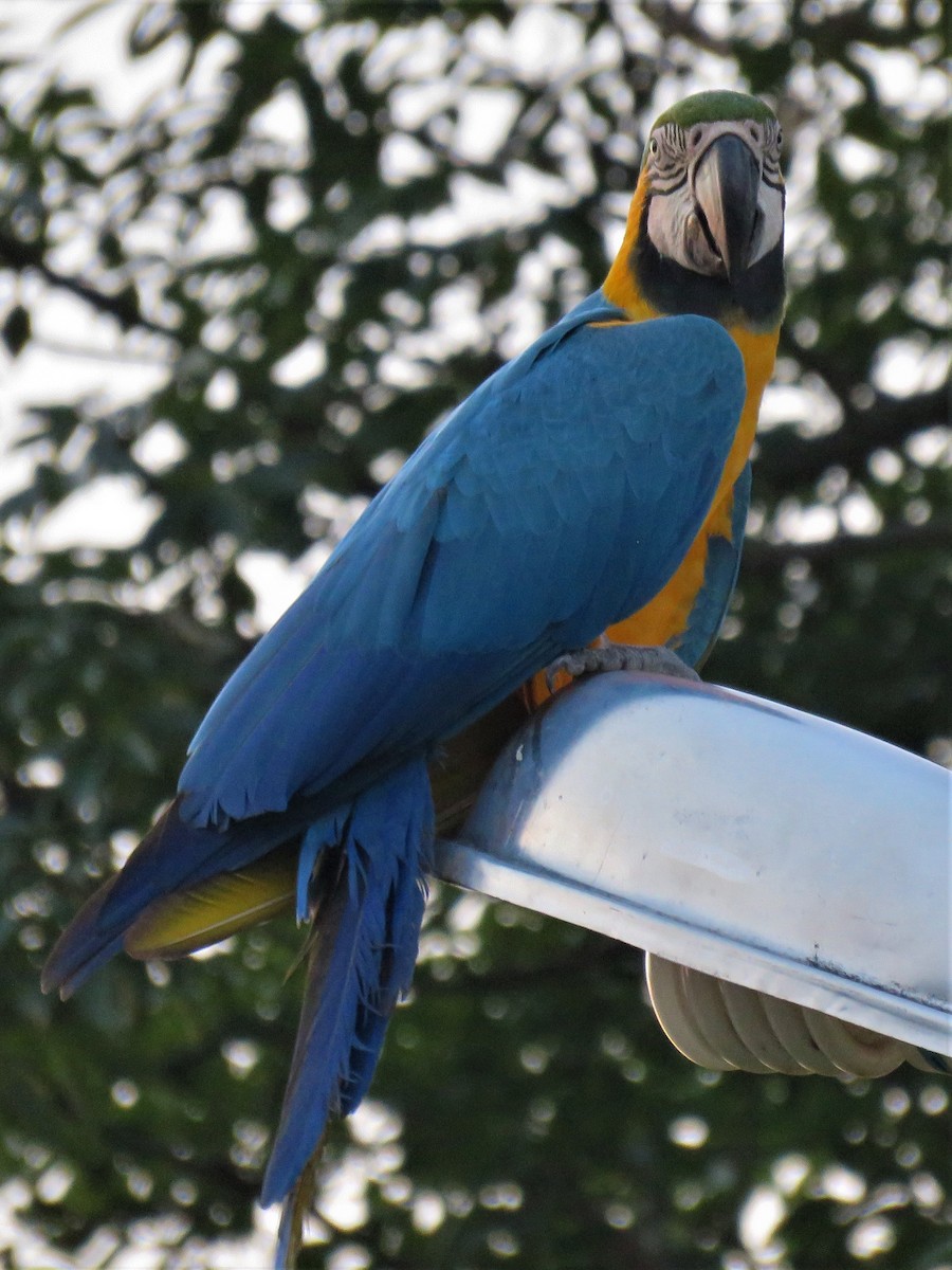 Blue-and-yellow Macaw - ML184836331