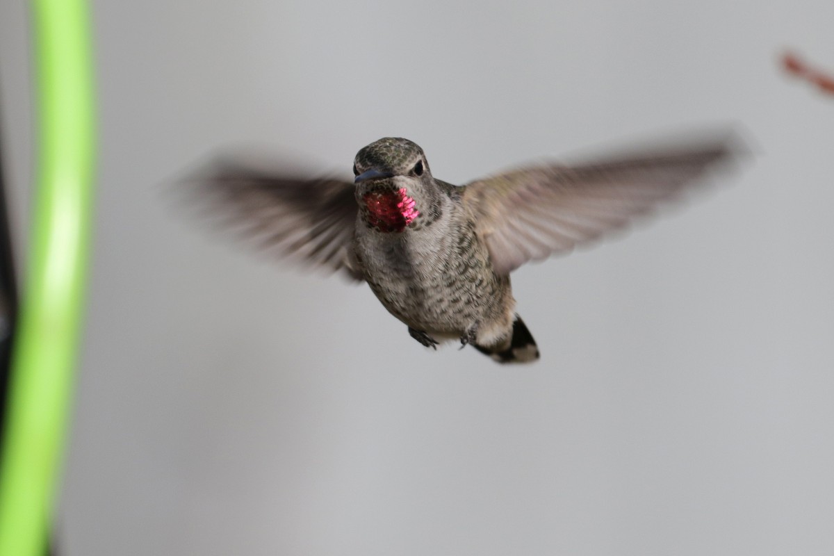Anna's Hummingbird - ML184836751